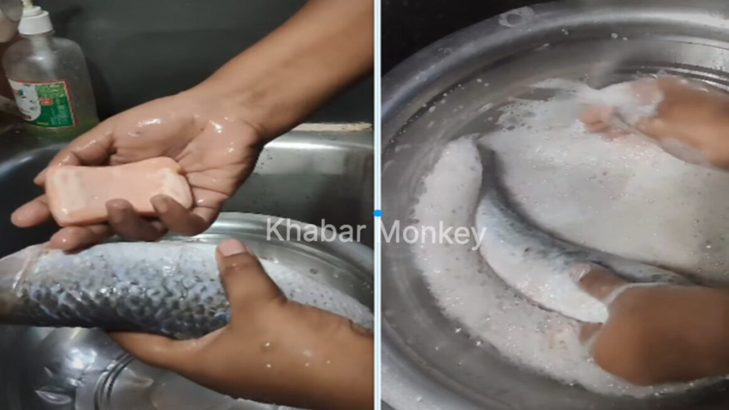 फिश-फ्राई बनाने से पहले मछली की सफाई, साबुन से रगड़-रगड़ कर धोया, सदमे में आ गए लोग! फिश-फ्राई बनाने से पहले मछली की सफाई, साबुन से रगड़-रगड़ कर धोया, सदमे में आ गए लोग!