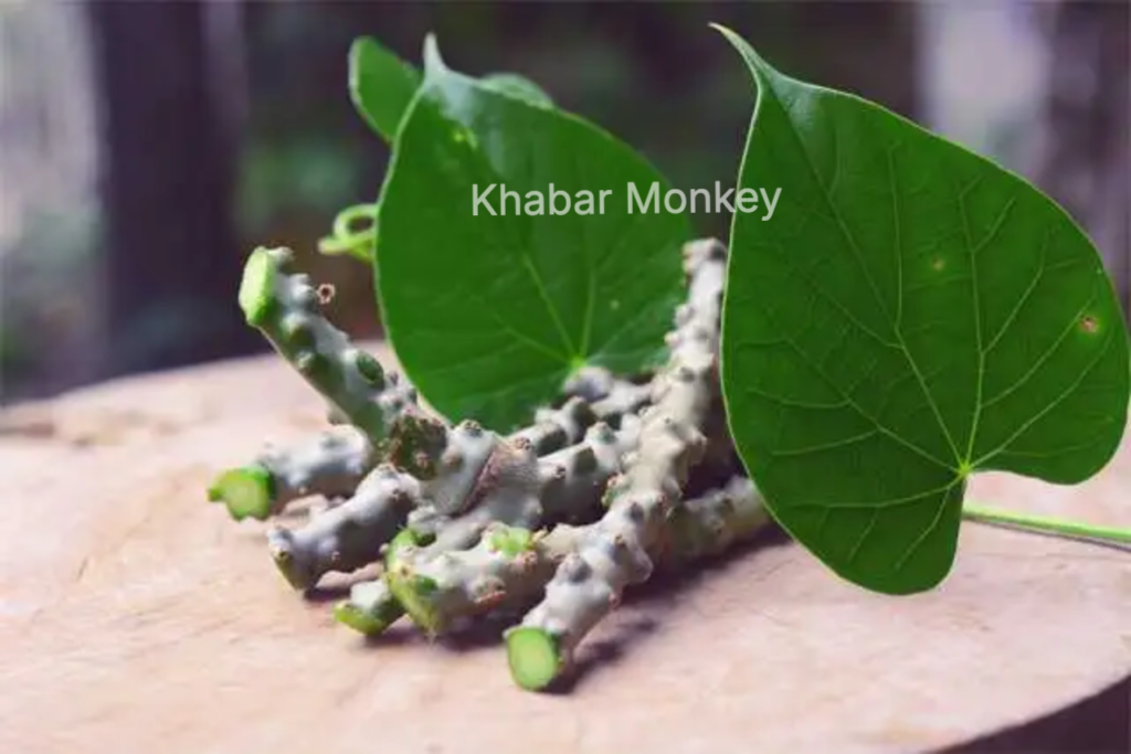 ये बेल गरीब के घर की डॉक्टर है जो 70 रोगों को जड़ से मिटाती है; ये आसानी से गाँव मे मिल जाती है. … ये बेल गरीब के घर की डॉक्टर है जो 70 रोगों को जड़ से मिटाती है; ये आसानी से गाँव मे मिल जाती है. …